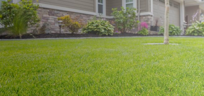 Before and after lawn treatment